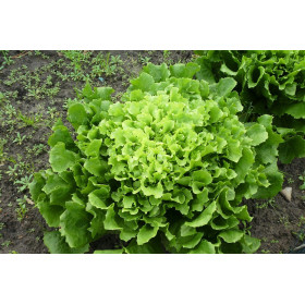 Graines de Chicorée scarole verte à cœur plein | Graines de Style