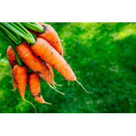 Graines de Carotte de St Valéry | Graines de Style