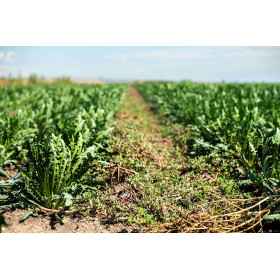 Graines de Chicorée barbe de capucin ( à lapin) | Graines de Style