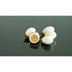 Graines de Aubergine blanche à œufs | Graines de Style 2