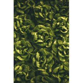 Graines de Chicorée sauvage améliorée blonde | Graines de Style