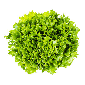 Graines de Chicorée scarole grosse bouclée | Graines de Style