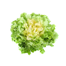 Graines de Chicorée scarole blonde à cœur plein | Graines de Style