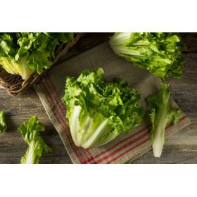 Graines de Chicorée scarole blonde à cœur plein | Graines de Style 2