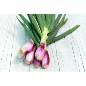 Graines de Ciboule rouge | Graines de Style
