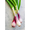 Graines de Ciboule rouge | Graines de Style