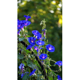 Fleurs grimpantes en mélange 