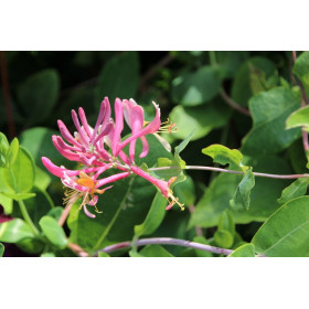 Fleurs grimpantes en mélange  2