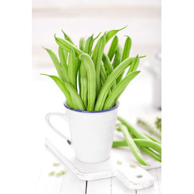 Haricot nain à Filet mangetout Delinel  2