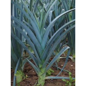 Poireau Electra 1/2 précoce  2