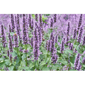 Agastache anisée 