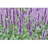 Agastache anisée 