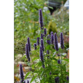 Agastache anisée  2