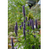 Agastache anisée 