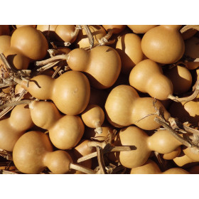 Calebasse ou Gourde Pélerine  2