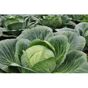 Chou cabus F1 Tête de Pierre  2