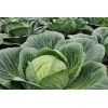 Chou cabus F1 Tête de Pierre 