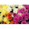 Chrysanthème des Jardins mix 