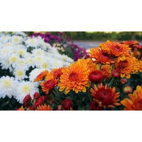 Chrysanthème des Jardins mix  2