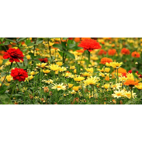 Fleurs d'été pour Gazon Japonais 