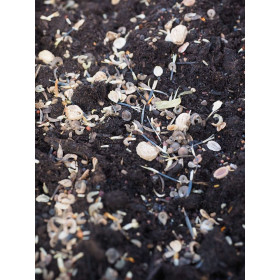 Fleurs d'été pour Gazon Japonais  2