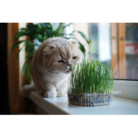 Herbe à chat  2