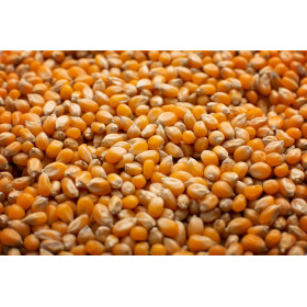Maïs à éclater pour Pop Corn 
