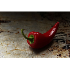 Piment poivron doux corno di Toro Rosso 