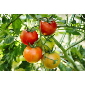 Tomate Moneymaker  2