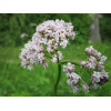 Valeriane Officinale 