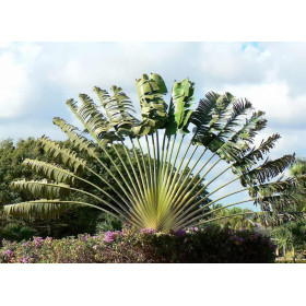 Arbre du voyageur - Ravenala madagascarensis 