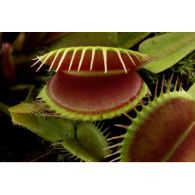 Attrape mouche - Dionaea muscipula 