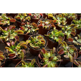 Attrape mouche - Dionaea muscipula  2