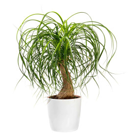 Beaucarnea recurvata 