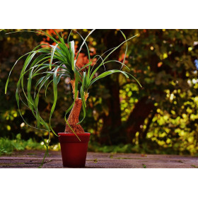 Beaucarnea recurvata  2