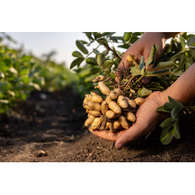 Cacahuète - Arachis hypogeae 