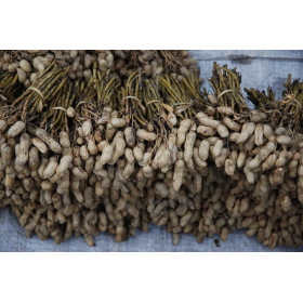 Cacahuète - Arachis hypogeae  2