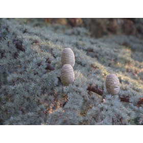 Cèdre du Liban - Cedrus Libani 