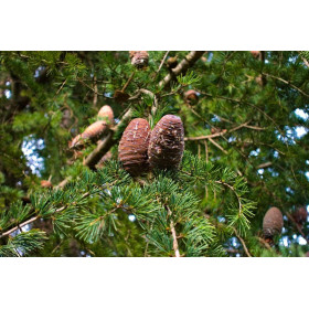 Cèdre du Liban - Cedrus Libani  2