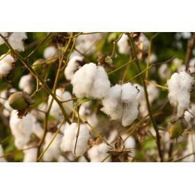 Coton - Gossypium herbaceum 