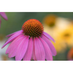 Echinacea purpurea - Rudbeckia Pourpre 