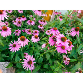 Echinacea purpurea - Rudbeckia Pourpre  2