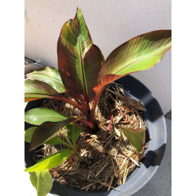 Bananier d'Abyssinie - Ensete ventricosum 