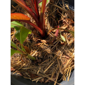 Bananier d'Abyssinie - Ensete ventricosum  2