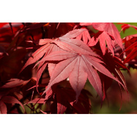 Erable du Japon - Atropurpureum 