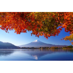 Erable rouge - Acer rubrum  2