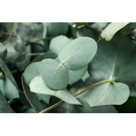 Eucalyptus Silver Dollar 