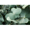 Eucalyptus Silver Dollar 
