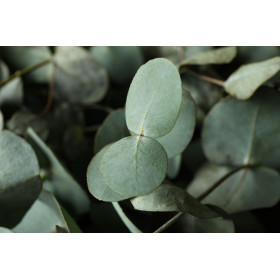 Eucalyptus Silver Dollar  2