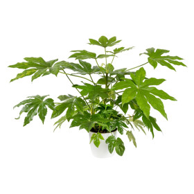 Fatsia japonica - Aralia Japon  2